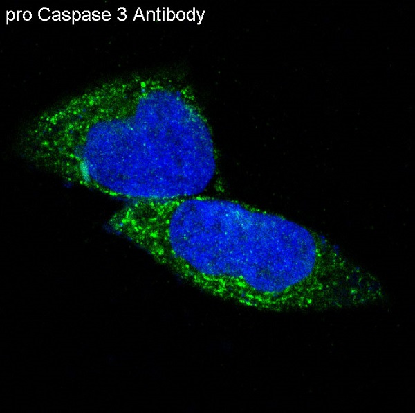 Anti-pro Caspase 3 antibody