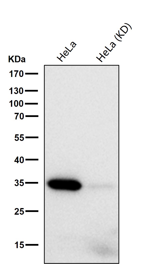 Anti-pro Caspase 3 antibody