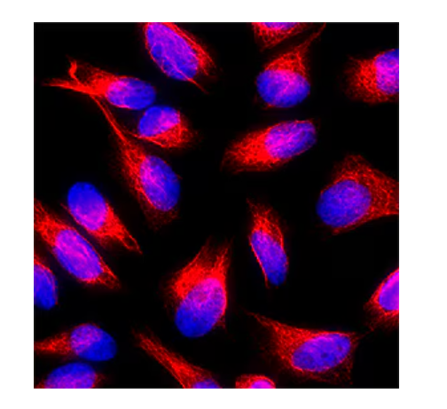 biotin antibody