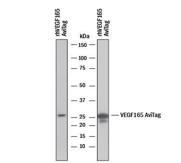 biotin antibody