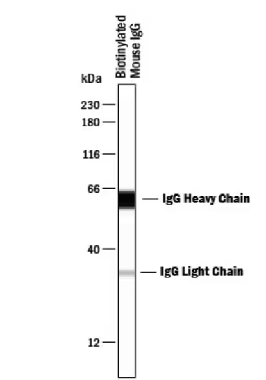 biotin antibody