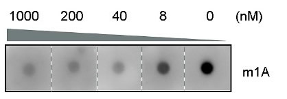 Anti-N1-methyladenosine (m1A) Antibody