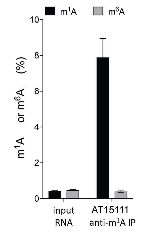 Anti-N1-methyladenosine (m1A) Antibody