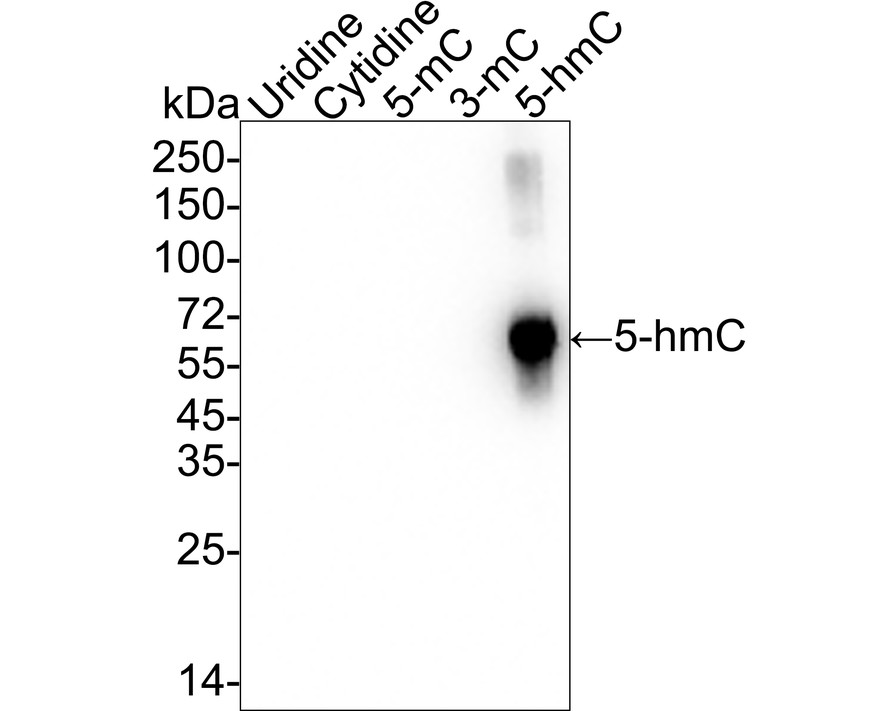 Anti-5-methylcytosine (5hmC) Antibody