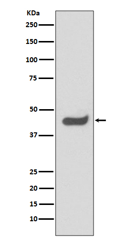 Anti-SOX1 Rabbit mAb