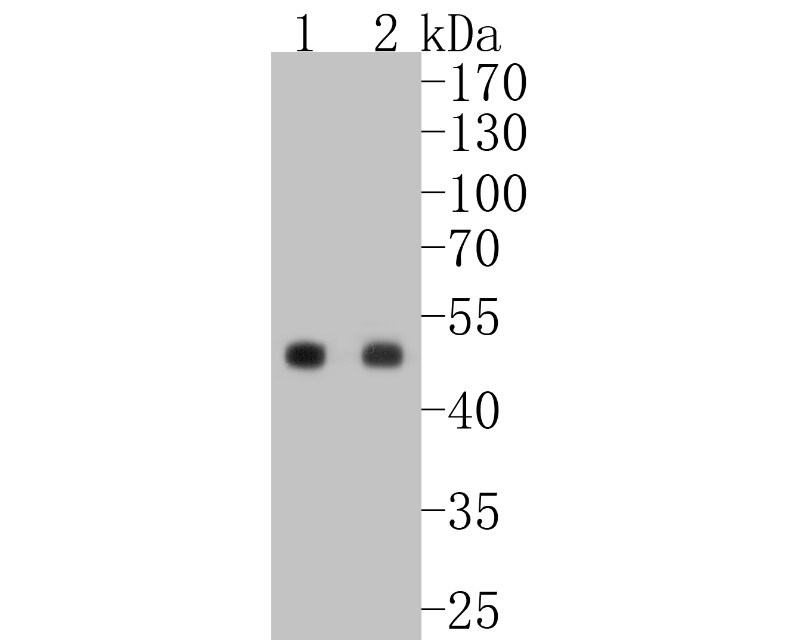 Anti-PAX6 Rabbit mAb