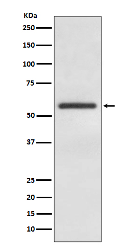 Anti-GATA4 Rabbit mAb