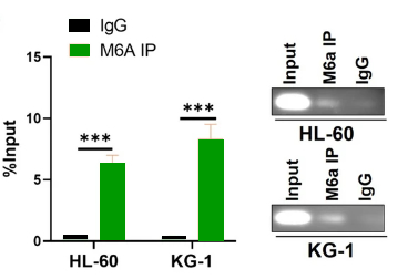 Anti-N6-methyladenosine (m6A) Antibody