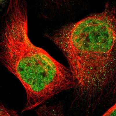 FOXP4 antibody