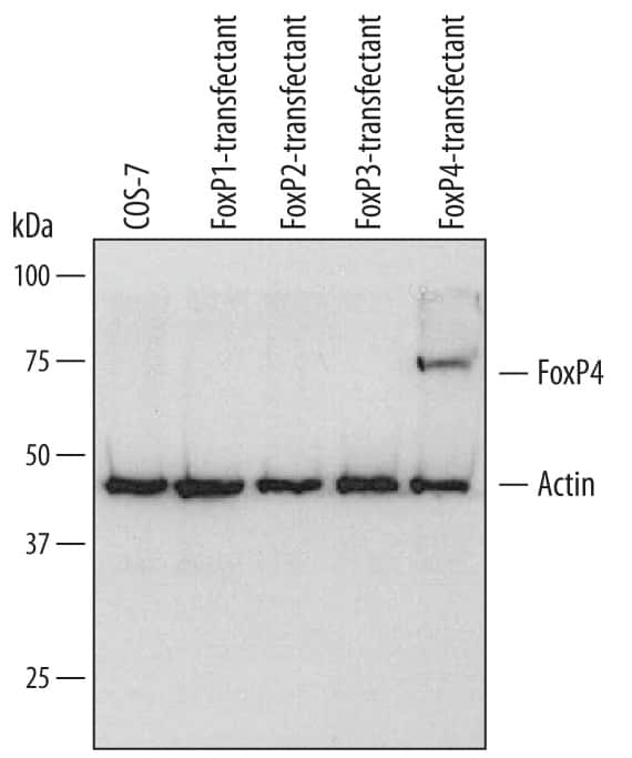 FOXP4 antibody
