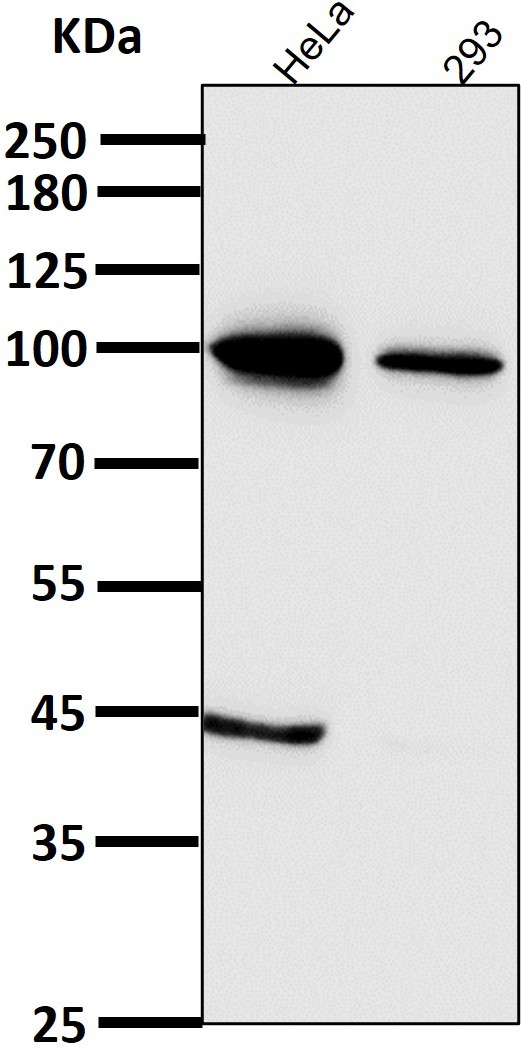 Stat6 antibody images: WB