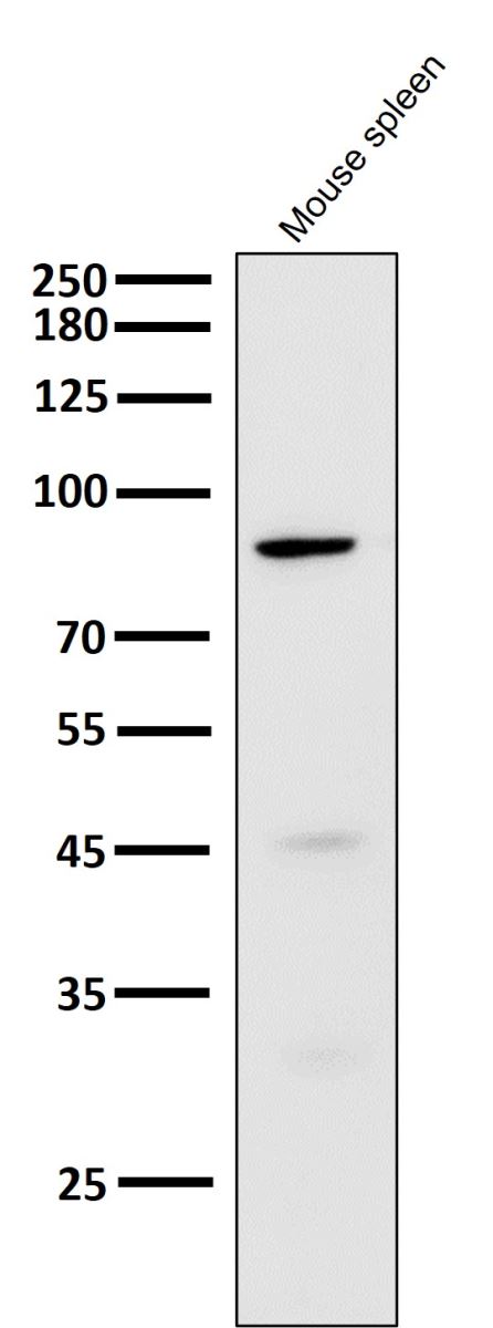 Anti-Cleaved PARP1 (Asp214) Rabbit mAb