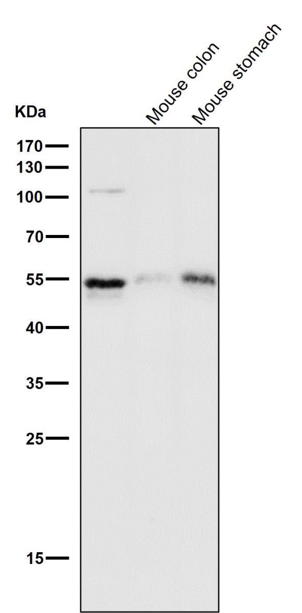 Cylclin A2