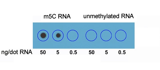 m5C RNA