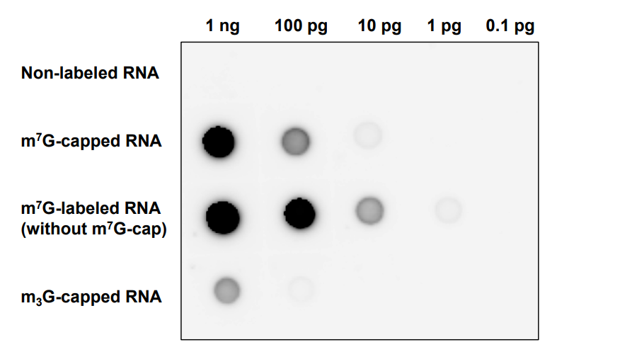 dot-blot-anti-m7g-antibody