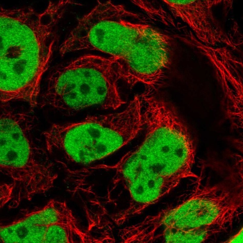 Anti-GATA6 Rabbit mAb