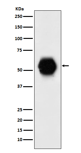 Anti-GATA6 Rabbit mAb