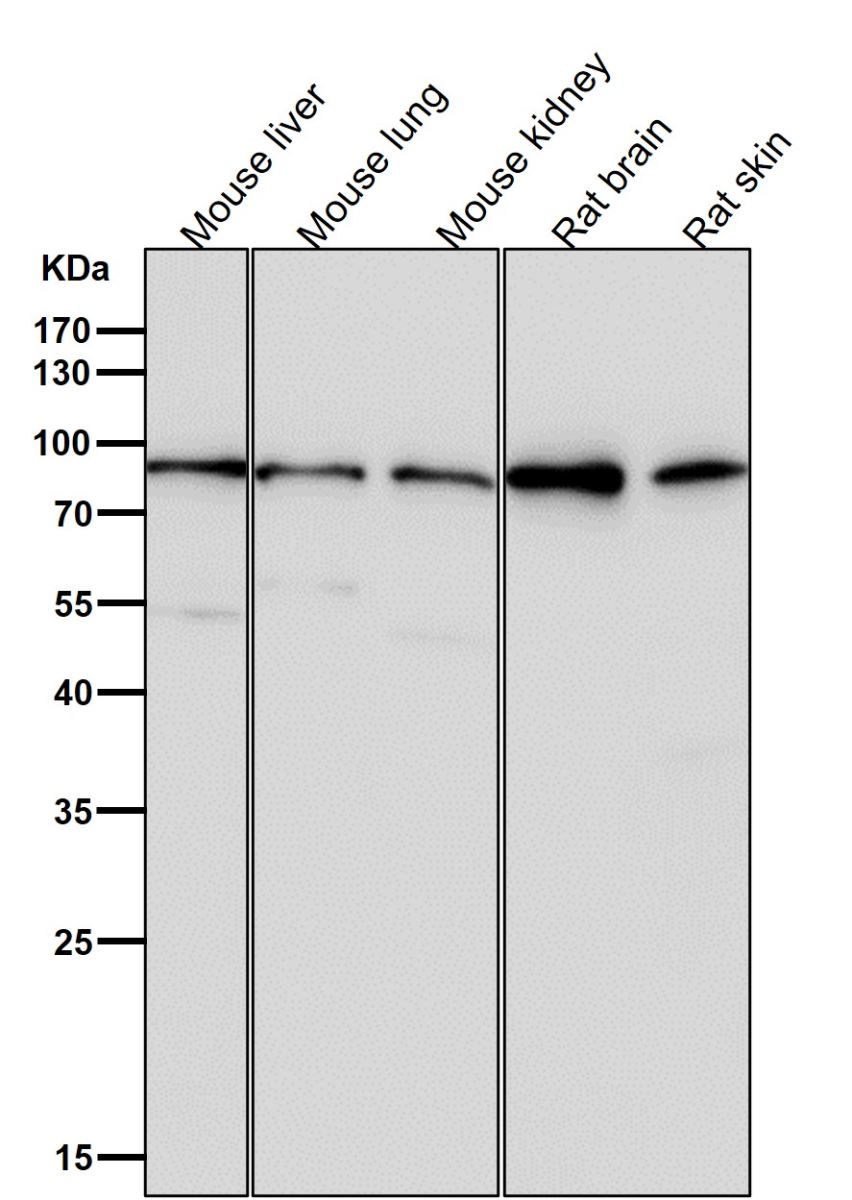 Anti-Glucocorticoid Receptor Rabbit mAb