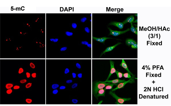  anti-5-methylcytosine (5-mC) Mouse antibody at 1/200 dilution