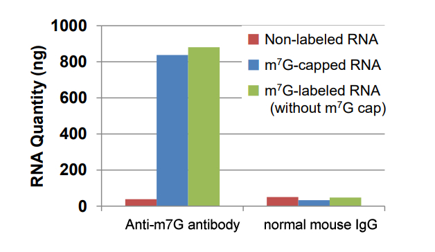 Anti-7-methylguanosine (m7G) Antibody