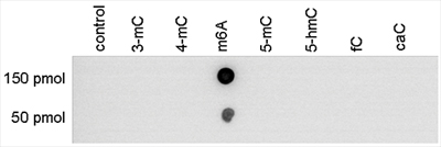 Dot Blot - Anti-N6-methyladenosine (m6A) antibody  