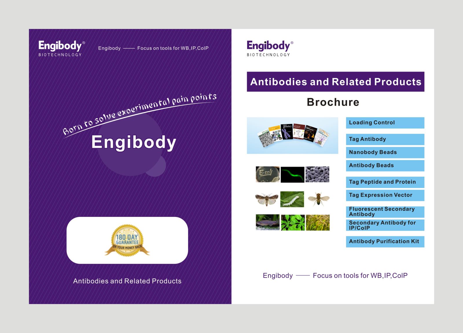 Antibody and Beads