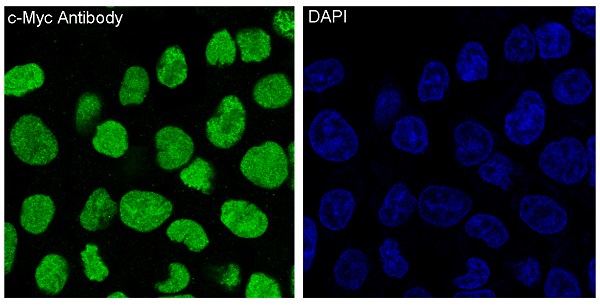 Anti-c-Myc Rabbit mAb