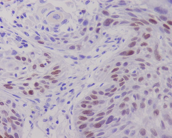 Anti-c-Myc Rabbit mAb