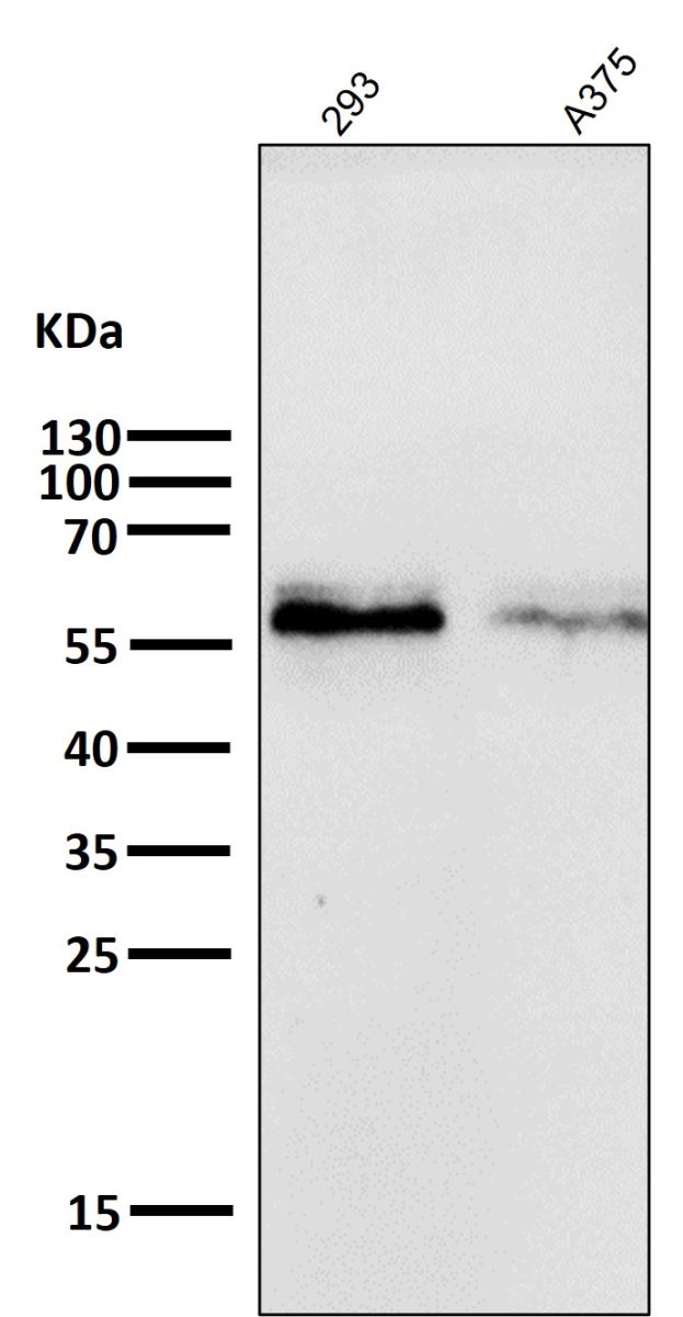 Anti-c-Myc Rabbit mAb