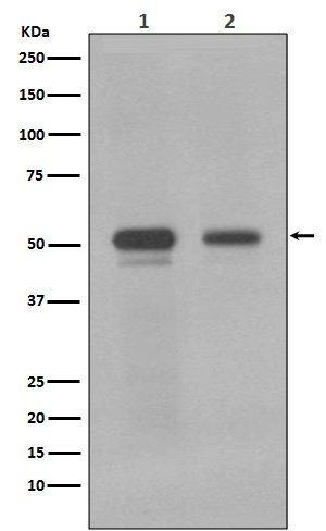 Anti-c-Myc Rabbit mAb