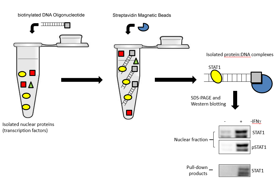 DNA Pull-down