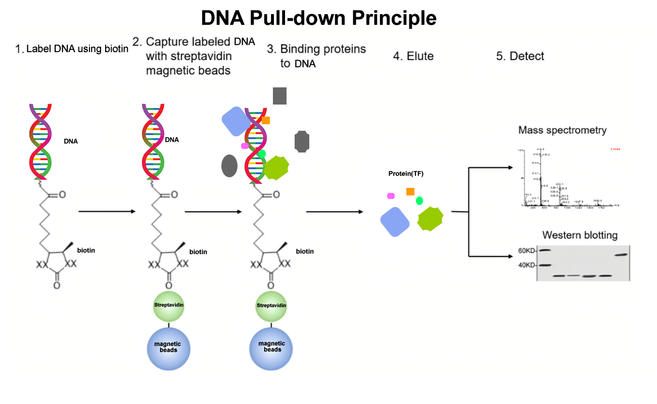 DNA Pull-down Kit