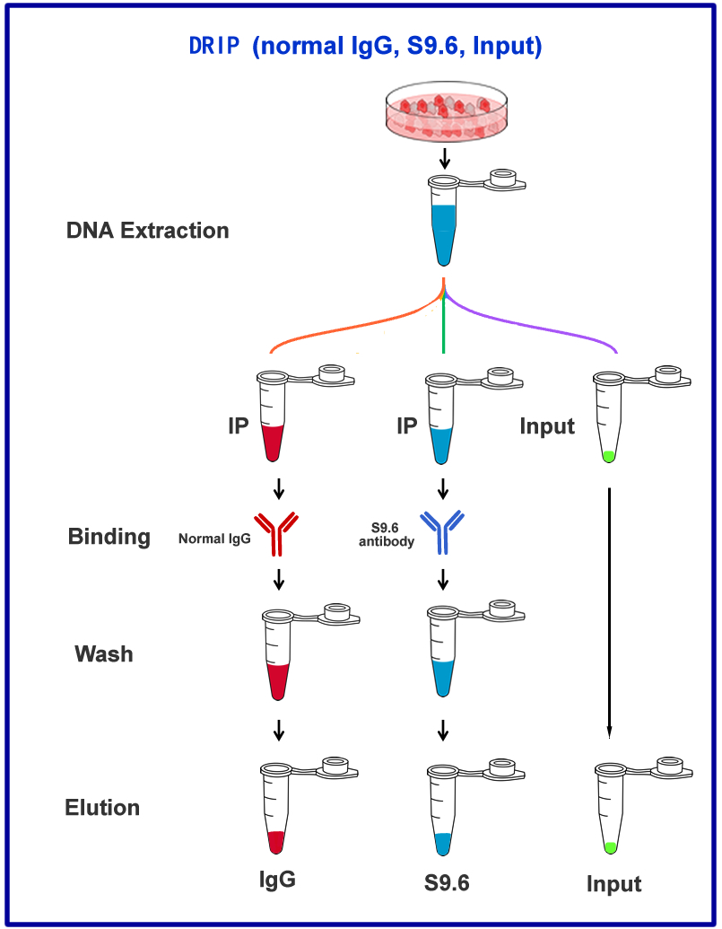 DNA-RNA hybrid Immunoprecipitation (DRIP)