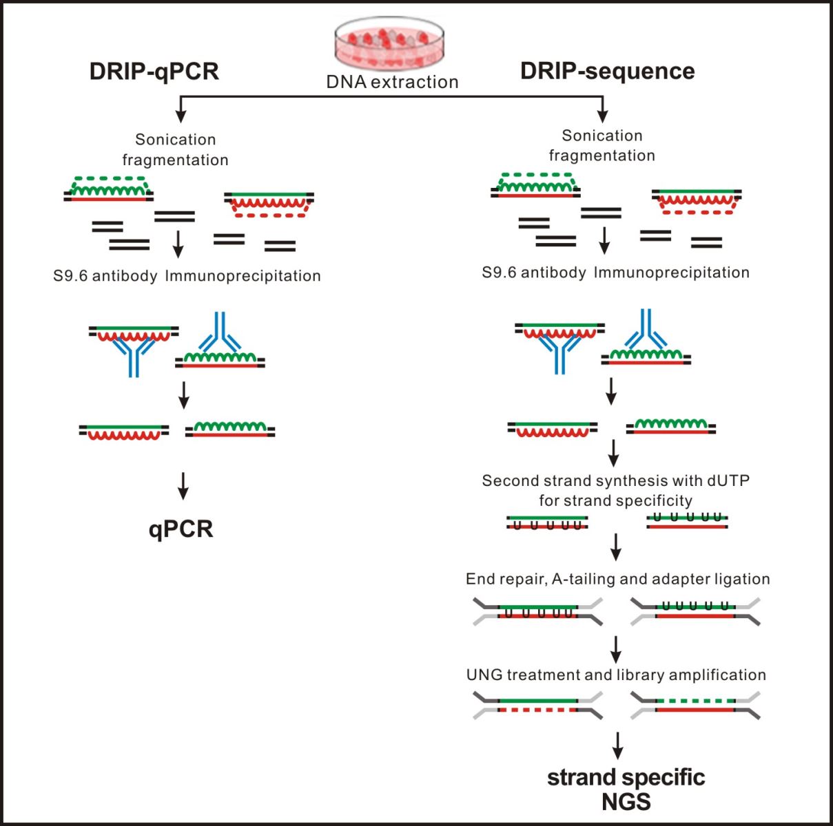 DNA-RNA hybrid Immunoprecipitation (DRIP)