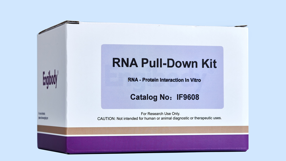 RNA  Pull-down