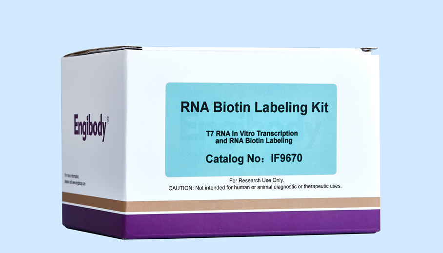 RNA Biotin Labeling KIT