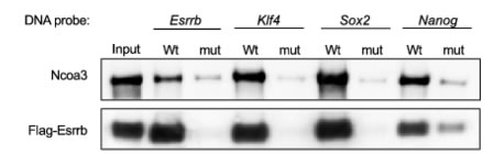 DNA Pull-Down and WB assay 