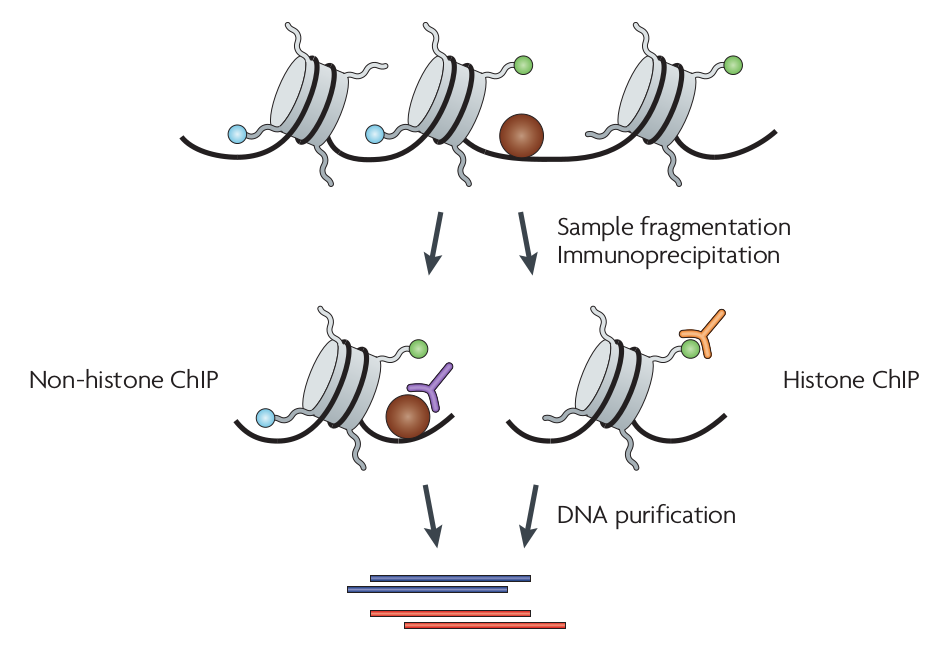 ChIP Workflow