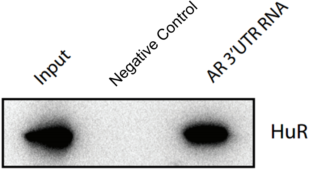 RNA  Pull-down