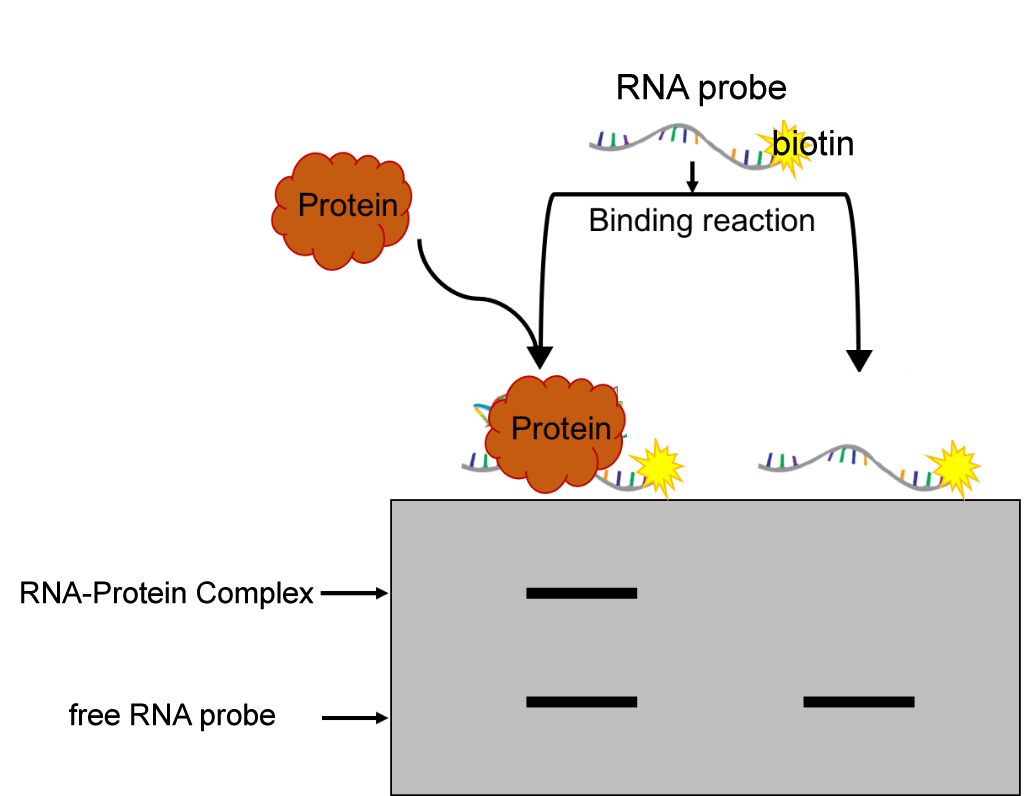 RNA EMSA