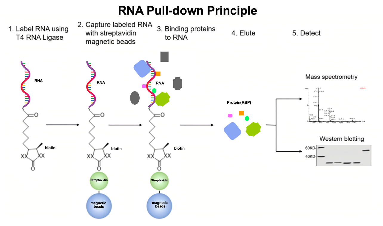 RNA Pull-down