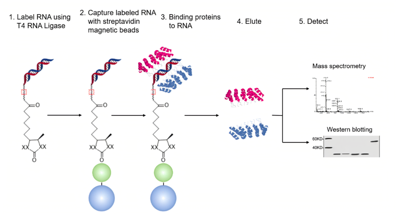 RNA  Pull-down