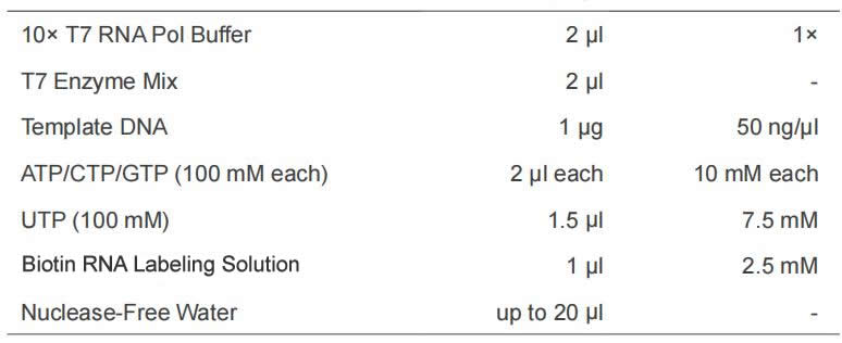 Smart-Biotin™ RNA Biotin Labeling kit (T7 in vitro transcription)