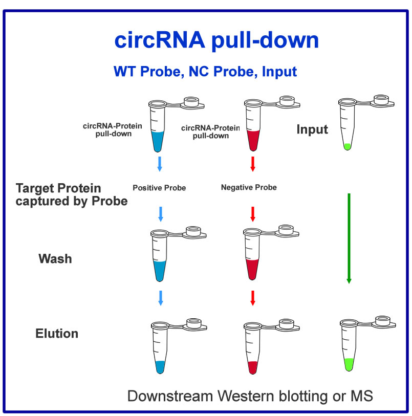 circRNA-Pull-down-Input-English