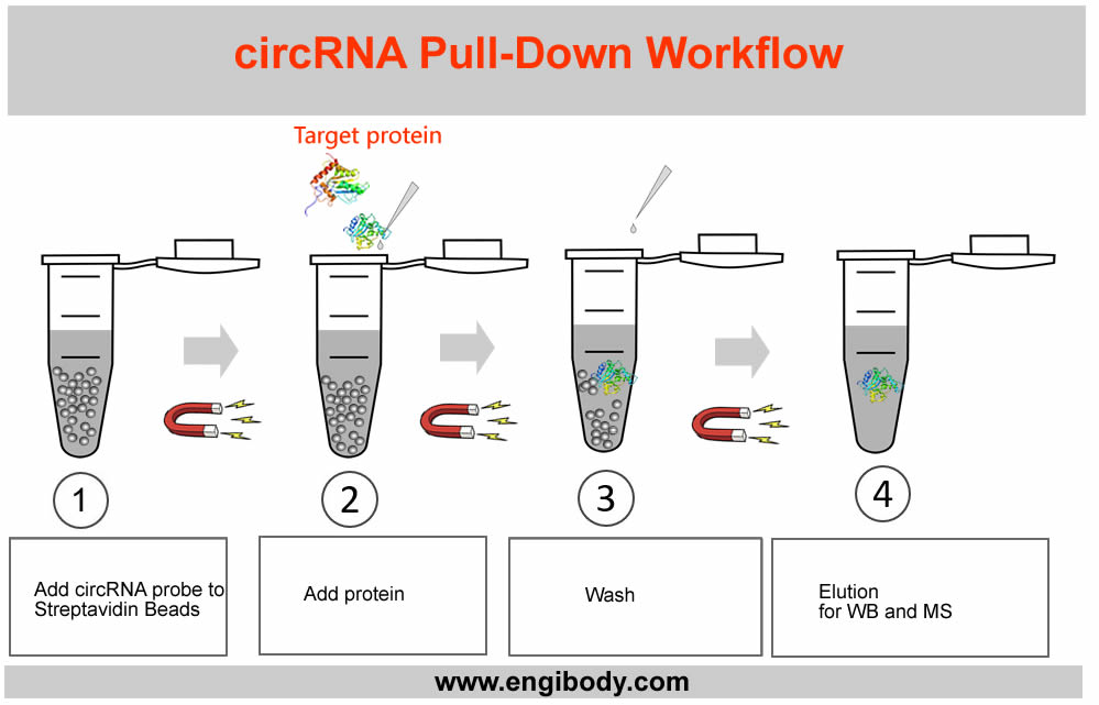 circRNA-pull-down-Kit-Work-Flow