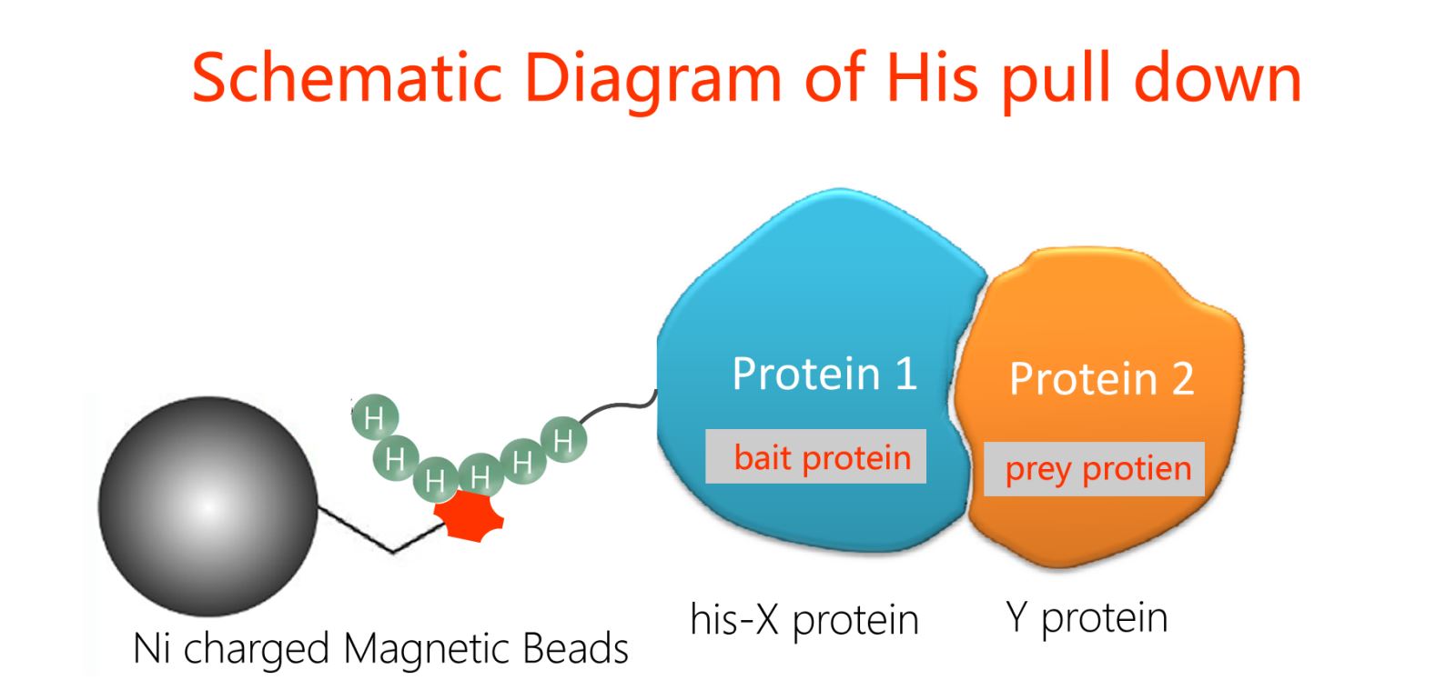  His Pull-Down Assay