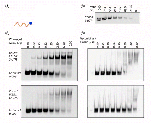 The RNA-EMSA assay