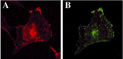 Anti-GFP tag antibody images: ICC/IF