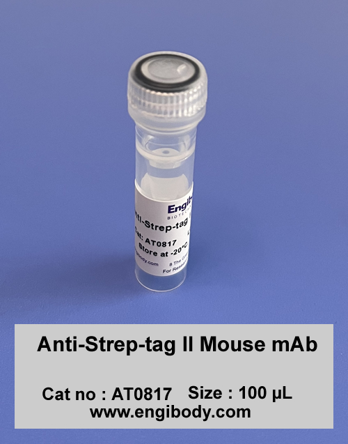 Anti-Strep-tag II Mouse mAb