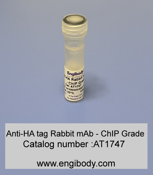 Anti-HA tag Rabbit mAb - ChIP Grade